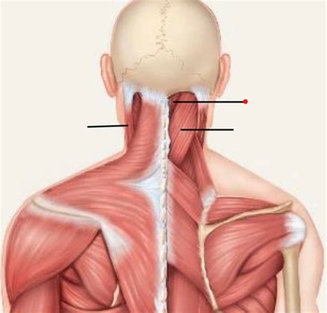 Lab F Muscles Operating Upon The Head Neck Diagrams Flashcards