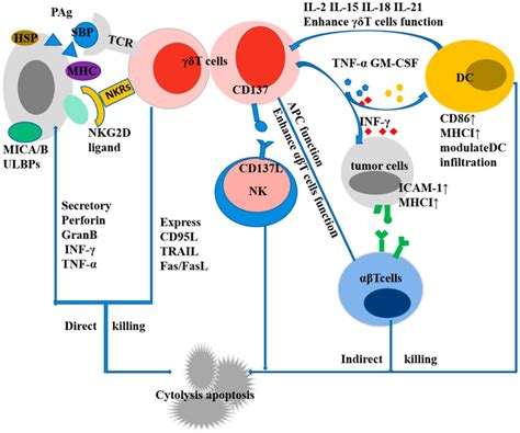 Frontiers Biological Characteristics Of T Cells And Application In