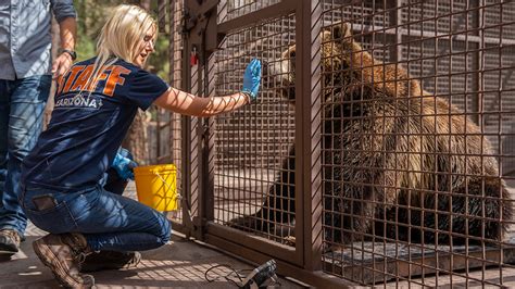 Fat Bear Week Shows Bears In Alaska And Arizona Bulking Up For Winter