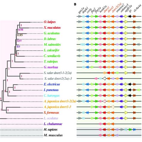 Detailed Characteristics Information Of Dmrt Proteins In Nile Tilapia