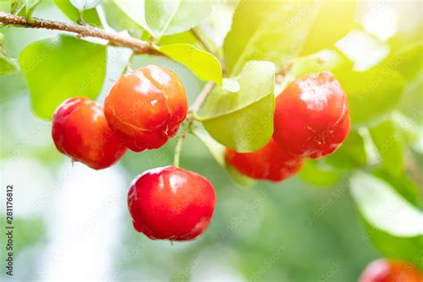 Foto De Acerola Cherry Of Thailand On Three Select Focus Barbados