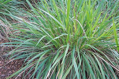 How To Prune Ornamental Grasses Gardeners Path