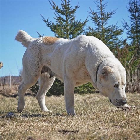 Alabai Alabay Türkmen Çoban Köpeği Ovarchka Kangal Köpeği Köpek