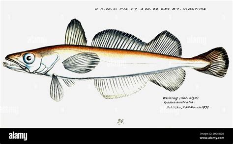 Frank Edward Clarke Vintage Fish Illustration Whiting Gadus