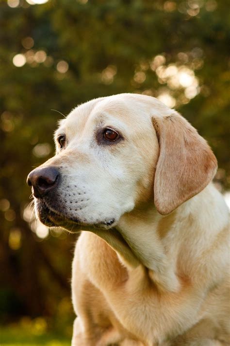 Daily Dose February 7 2019 Old Dog Portrait Yellow Lab 2019