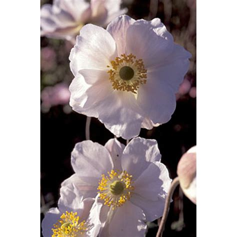 Anemone Honorine Jobert 3l Waterperry Gardens Oxfordshire Garden