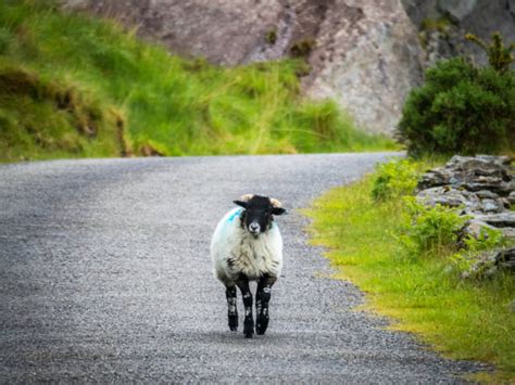 Sheep In Danger Stock Photos Pictures And Royalty Free Images Istock