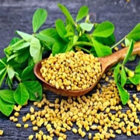 Fenugreek Seed Methi At Best Price In Rajkot By Shreeji Agri