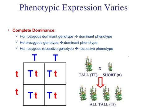 Genetics Part 3