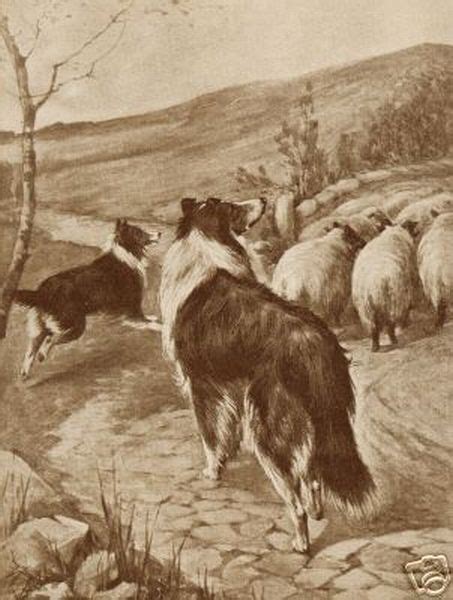 Sheep Images: Border Collie Rough Collie Dog and Sheep Print Border ...