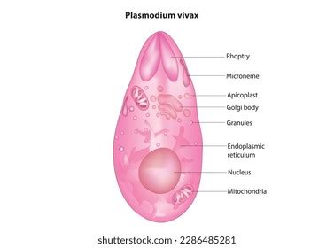 Plasmodium Vivax