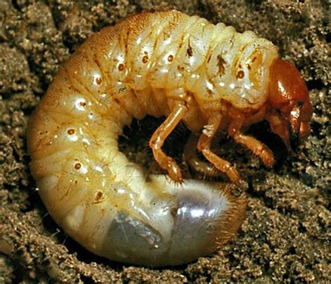 Caterpillar Maggot Larva Or Grub