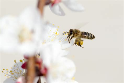 C Mo Las Abejas Recolectan Y Transportan El N Ctar Una Gu A Completa