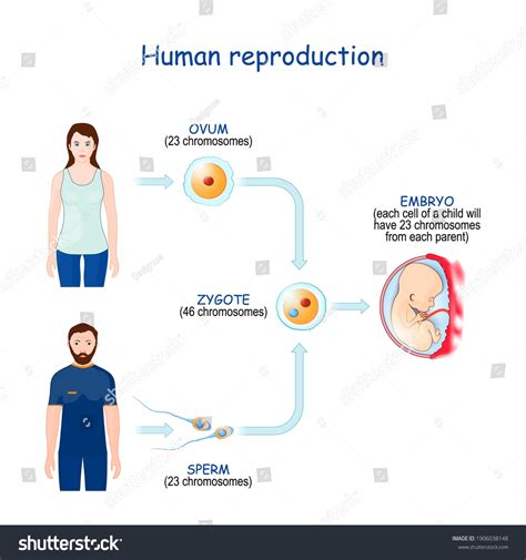 Pentru The Process Of Sexual Reproduction In Humans Sunt 62 Imagini Fotografii De Stoc și