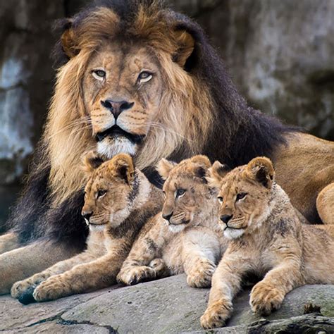 Lion and cubs | Lion family, Animals beautiful, Lion pictures