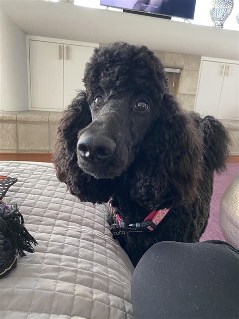 Excuse Meeee I Need A Treat Rpoodles