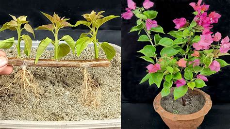 How To Grow Bougainvillea From Cutting Bougainvillea Propagation