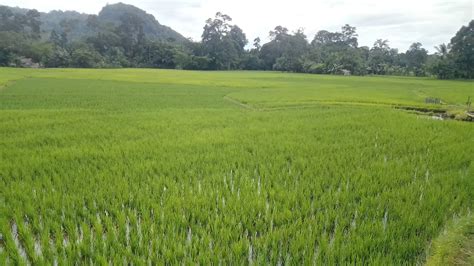 Kekayaan Alam Melimpah Di Kalimantan Barat Bagaimana Dengan