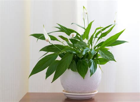 Peace Lily Plant Care