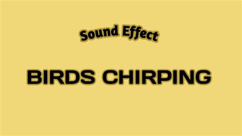 Birds Chirping Sound Effect Youtube