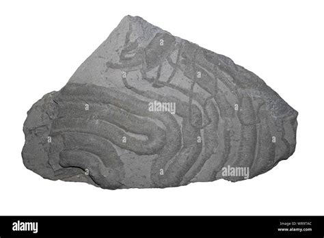 Trace Fossil Burrow Cut Out Stock Images Pictures Alamy