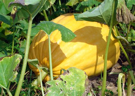 how to grow pumpkins in minecraft 9