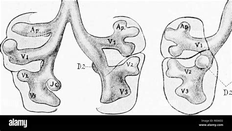 A Laboratory Manual And Text Book Of Embryology Embryology Larynx