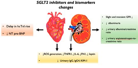 PDF Biomolecular Mechanisms Of Cardiorenal Protection With Sodium