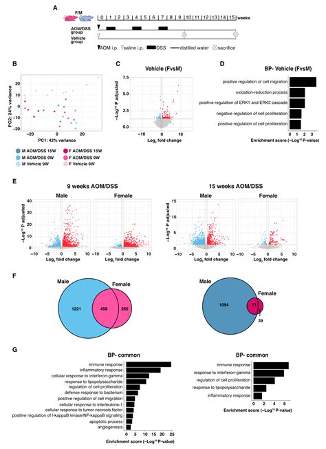 Colitis Induces Sex Specific Intestinal Transcriptomic Responses In Mice