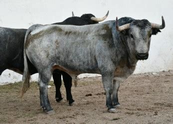 Presencia y trapío tienen los toros de Marrón para la Corrida de