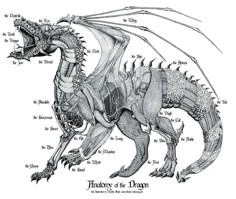 Anatomy of the Dragon by thirdmoth on DeviantArt