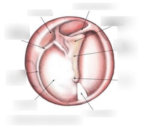 Tympanic Membrane Diagram | Quizlet