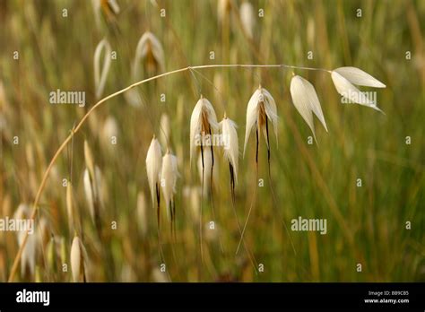 Wild Oats Avena Fatua Stock Photo Alamy