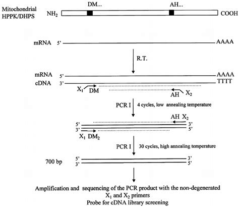 Schematic Representation Of The Cloning Strategy To Obtain The