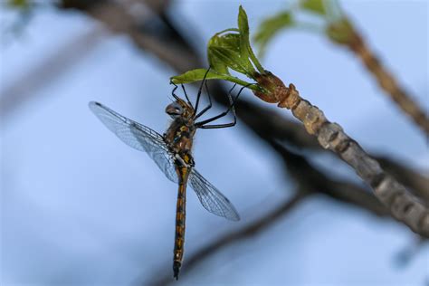 Dragonfly visit, didn't knock | Image Wildlife...