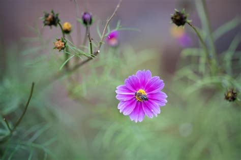 Premium Photo | Australian native flowers in the bush in spring