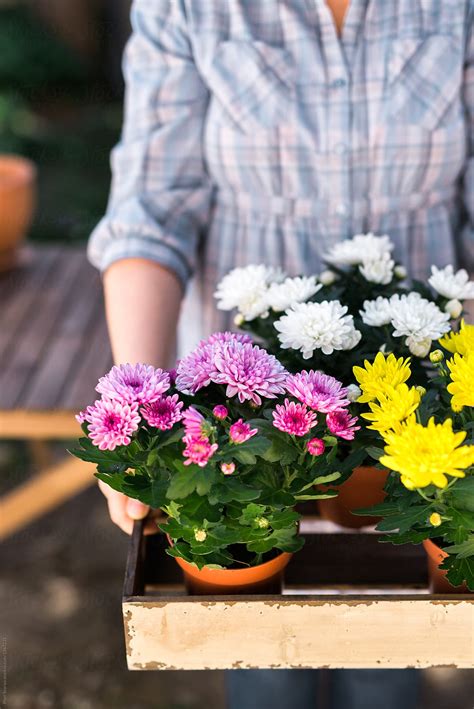 Gardener Holding Chrysanthemums Flowers Ready For Planting By Stocksy