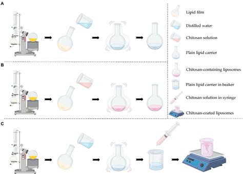 Frontiers Chitosan Based Delivery System Enhances Antimicrobial