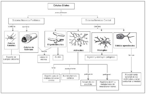 Células del Sistema Nervioso Blog de Biología