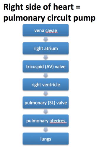 Cardio Review Exam II Flashcards Quizlet