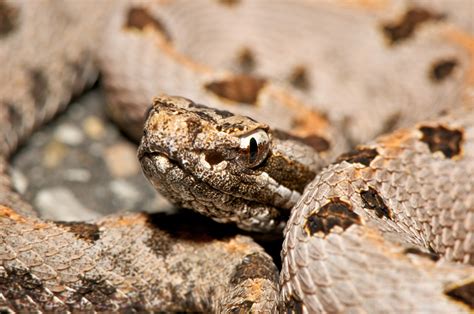 Western Pygmy Rattlesnakes In The Sam Houston National Forest Bugs In