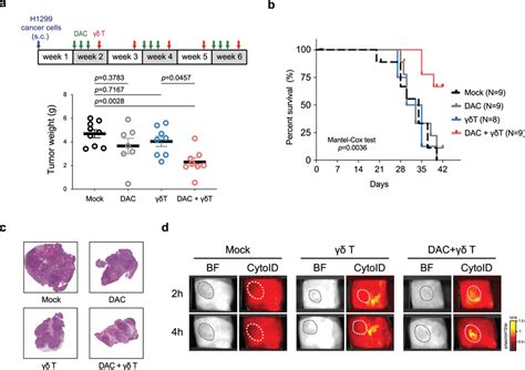 Decitabine combined with adoptive transfer of γδ T cells prolongs