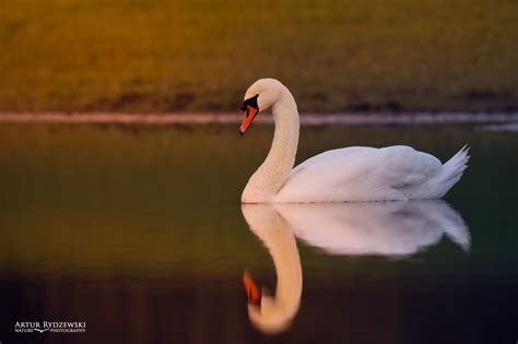 Mute Swan Cygnus Olor Artur Rydzewski Nature Photography