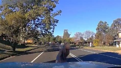 Dashcam Footage Captures Suspected Insurance Fraud Attempt Herald Sun