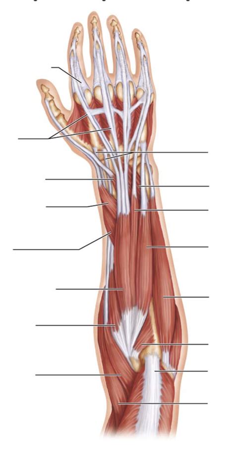 Anatomy Lab Muscles Of The Posterior Compartment Of The Forearm