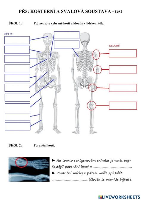 PŘ5 opěrná a svalová soustava test worksheet Teachers Workbook