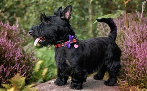 All About Scottish Terrier Dog Breed – Origin, Behavior, Trainability ...