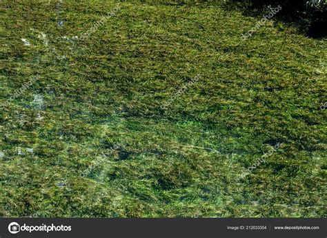 Agua Hierba Planta Hierba Acu Tica Textura Submarina Foto De Stock