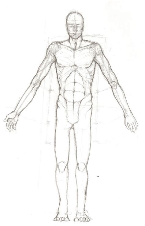 Male Anatomy Sketch II by Sky-diving-Kiwi on DeviantArt