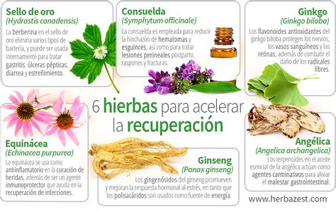 Arriba Imagen Recetas De Hierbas Para Curar Enfermedades Abzlocal Mx